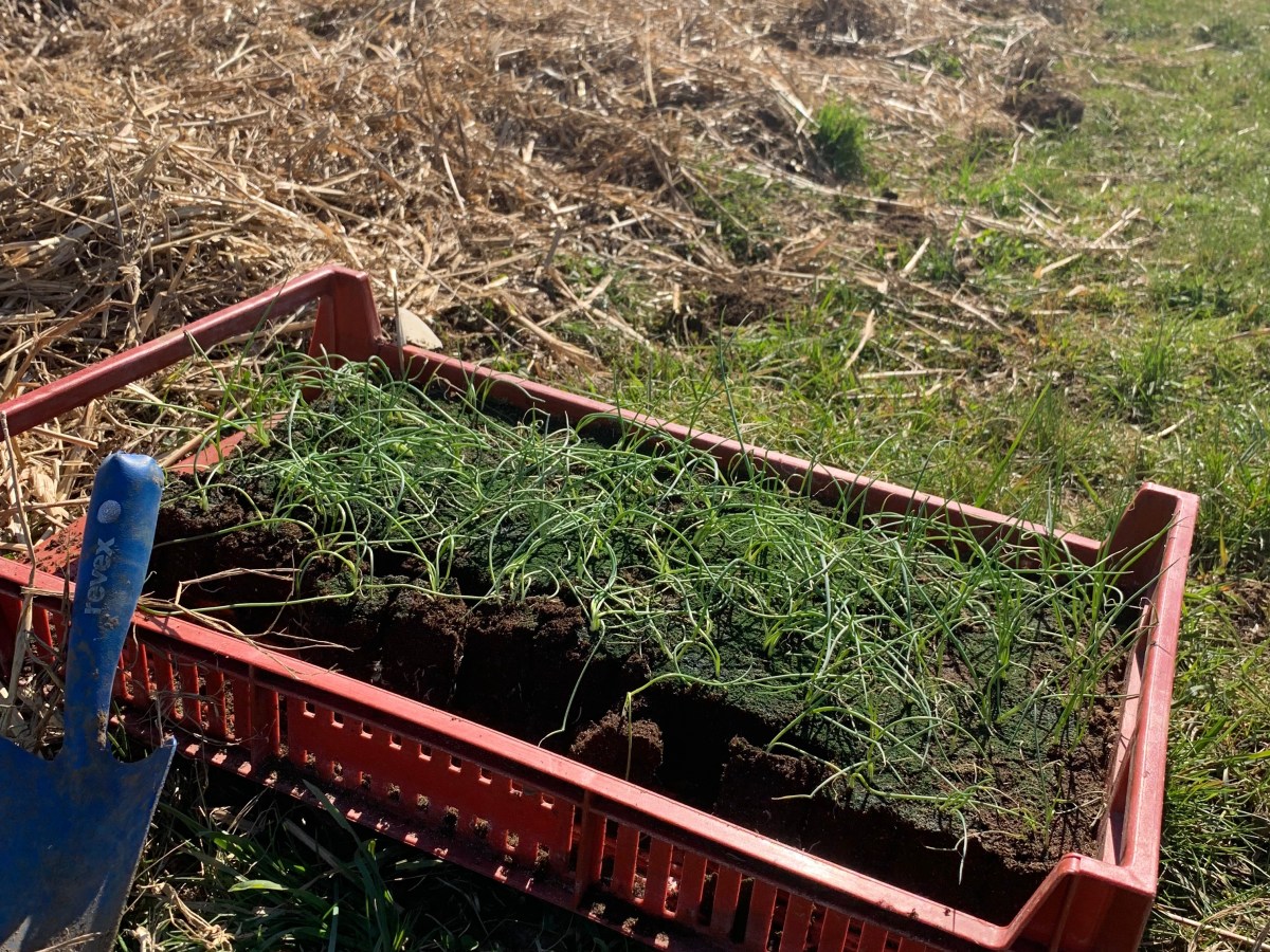 Début des plantations