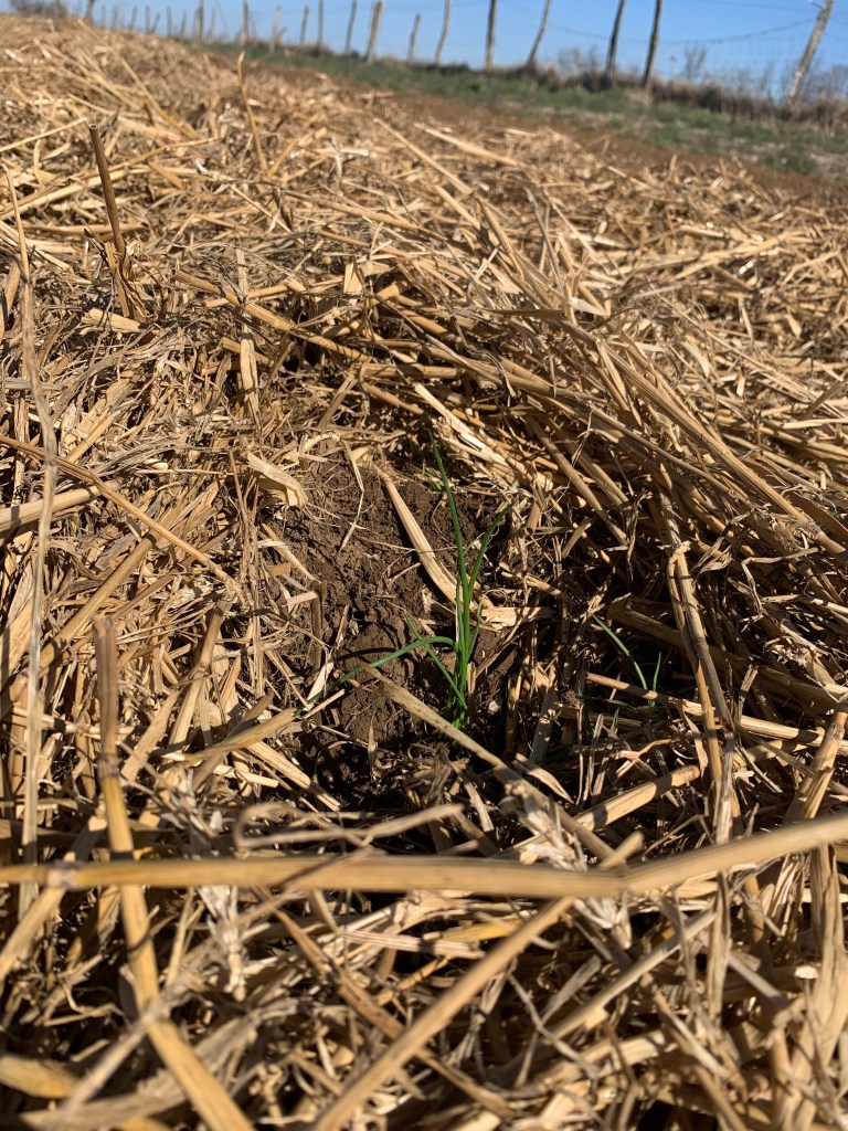 Un jeune plant d'oignon émerge du sol, entouré de paillis de paille dans un champ ensoleillé.